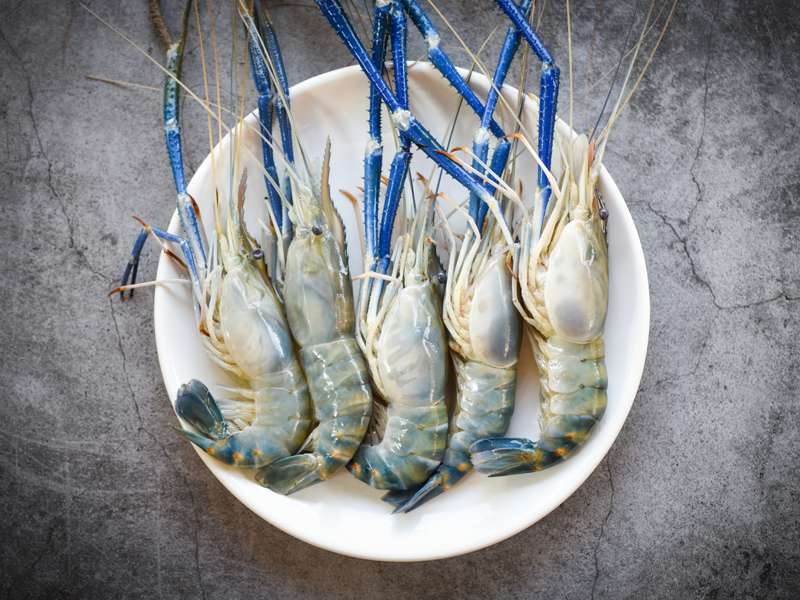 Shrimp