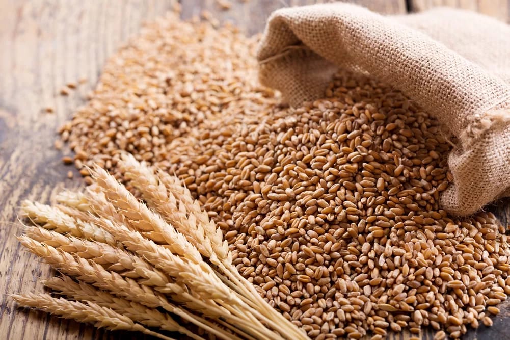 Wheat